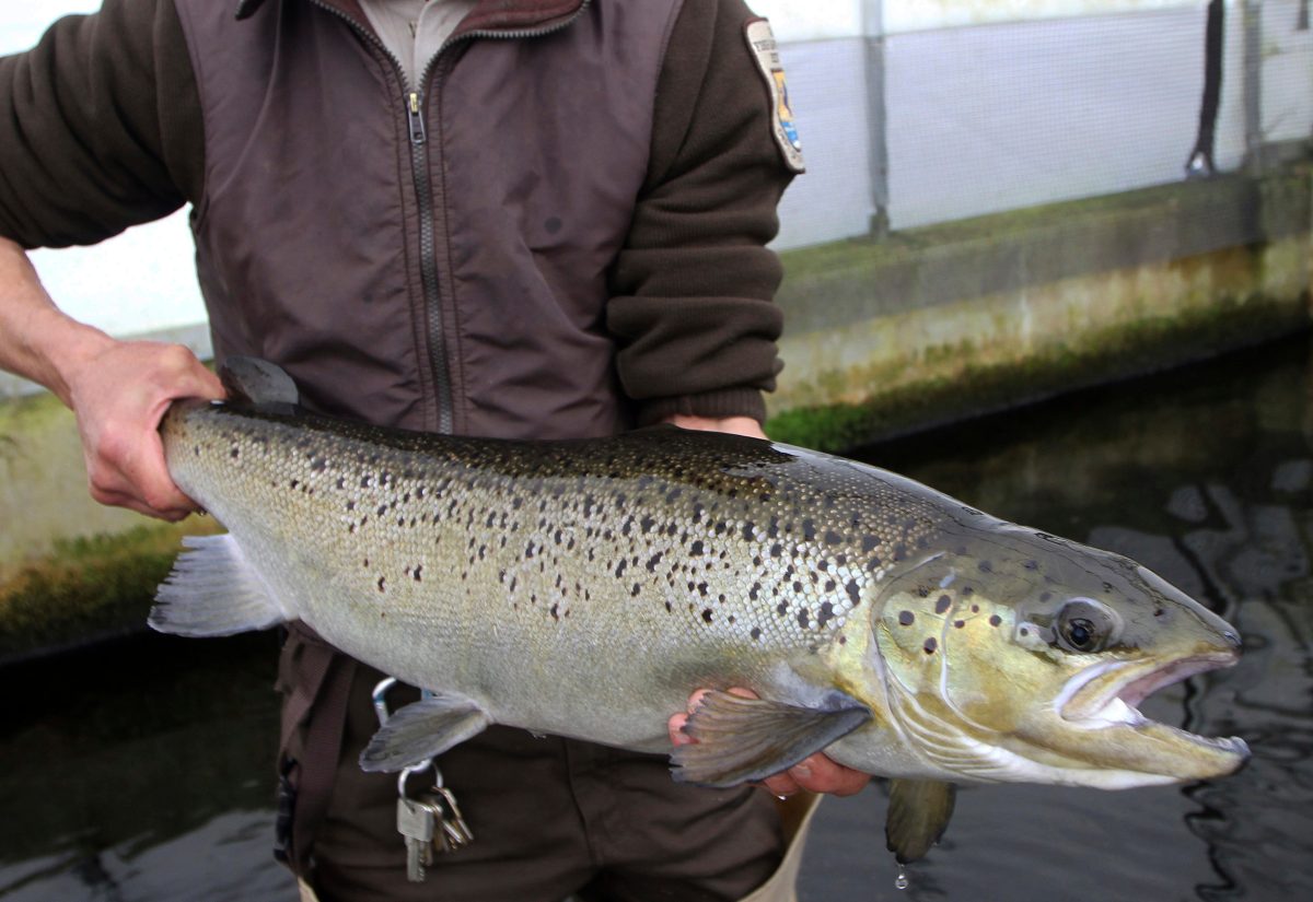 Endangered salmon may soon swim freely up a Maine river